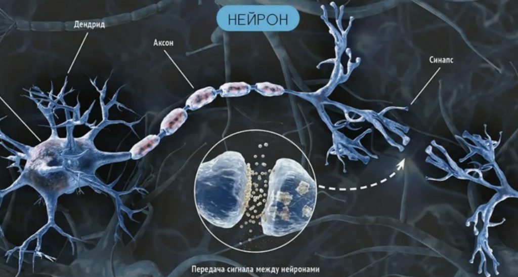 строение нейрона