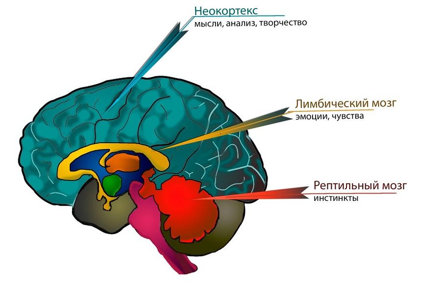 neokorteks